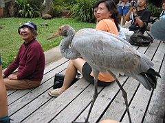 CairnsTC184 Cairns Tropical Zoo